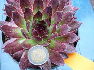 Sempervivum_Lott_Lott.jpg